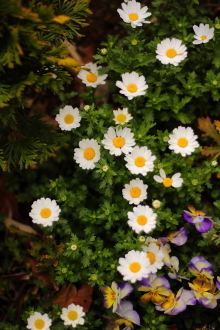 白い花.JPG
